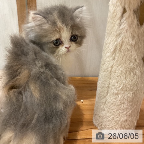 福岡県のペルシャ (ペットプラス 八幡東店/2026年4月2日生まれ/女の子/ダイリュートキャリコ)の子猫の3枚目の画像