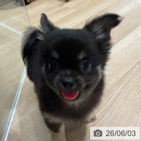 チワワの写真
