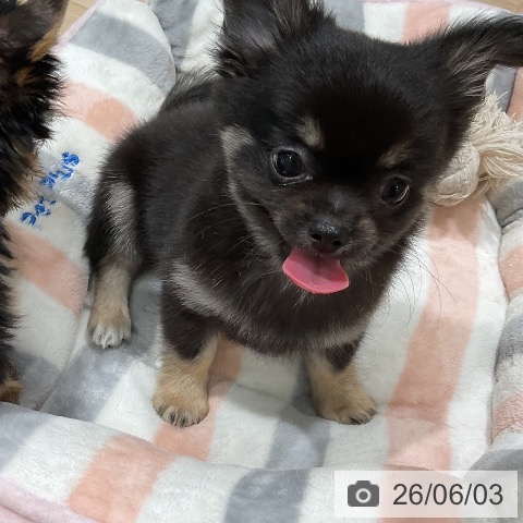 チワワの写真