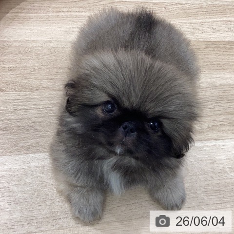 岐阜県のペキニーズ (ペットプラス 各務原店/2026年4月2日生まれ/男の子/フォーン)の子犬の4枚目の画像