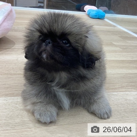 岐阜県のペキニーズ (ペットプラス 各務原店/2026年4月2日生まれ/男の子/フォーン)の子犬の3枚目の画像