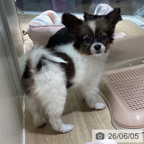 パピヨンの写真