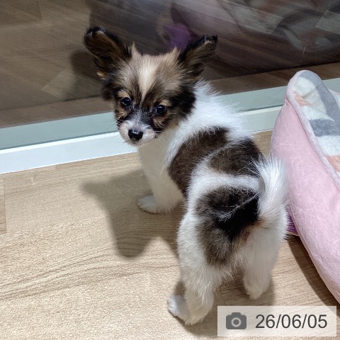 パピヨンの写真