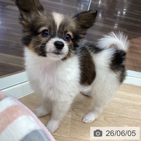 パピヨンの写真