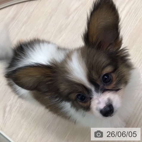 パピヨンの写真