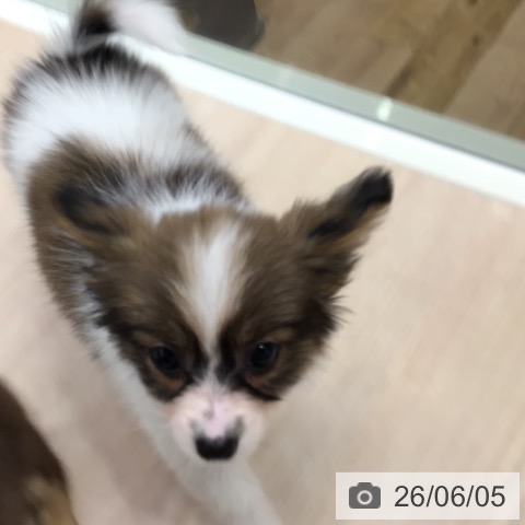 パピヨンの写真