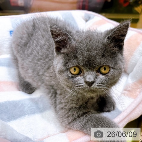 京都府のブリティッシュショートヘアー (ペットプラス 京都桂川店/2026年4月3日生まれ/男の子/ブルー)の子猫の4枚目の画像