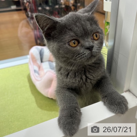 京都府のブリティッシュショートヘアー (ペットプラス 京都桂川店/2026年4月3日生まれ/男の子/ブルー)の子猫の4枚目の画像