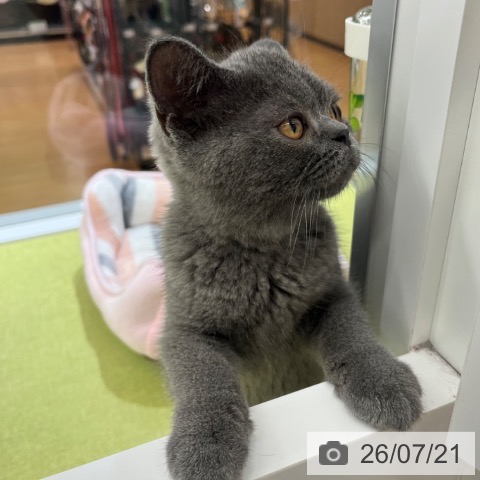 京都府のブリティッシュショートヘアー (ペットプラス 京都桂川店/2026年4月3日生まれ/男の子/ブルー)の子猫の3枚目の画像