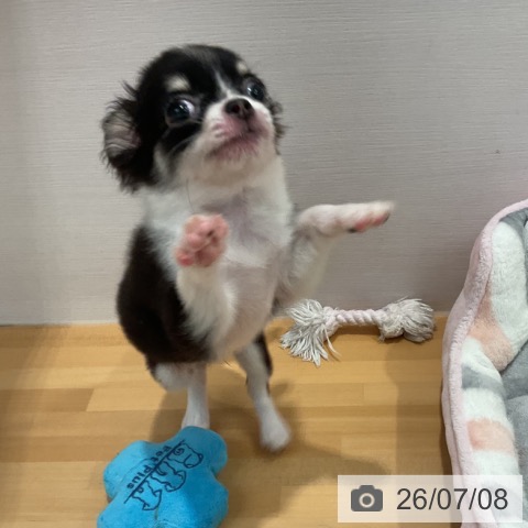 チワワの写真