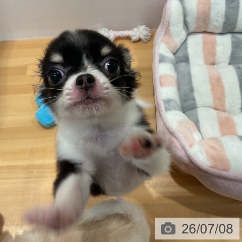 チワワの写真