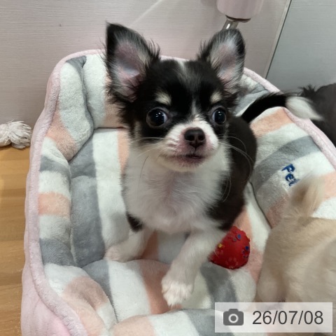 チワワの写真