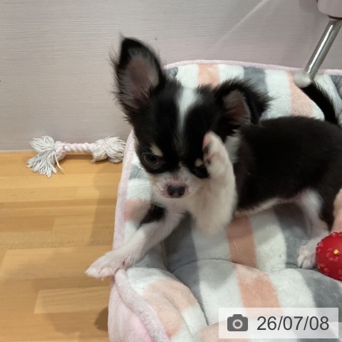 チワワの写真