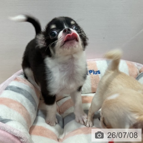 チワワの写真