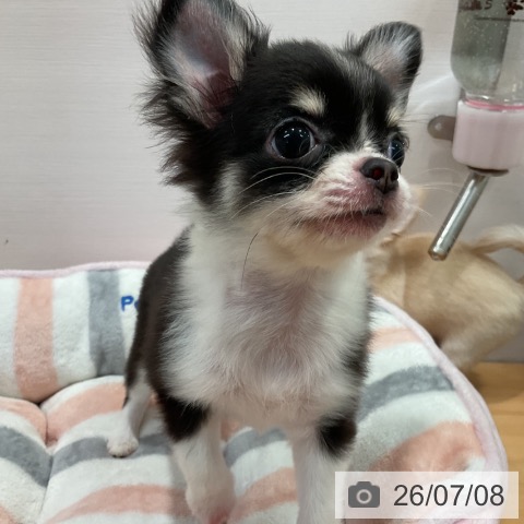 チワワの写真
