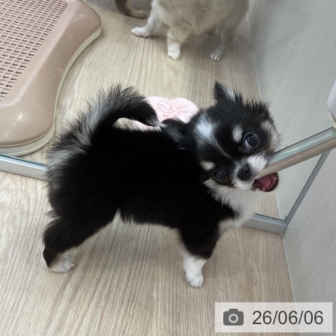 チワワの写真