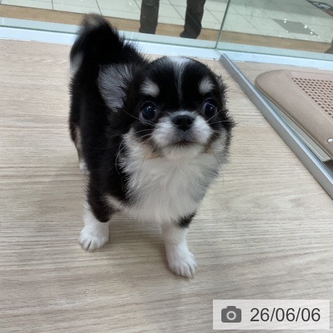 チワワの写真