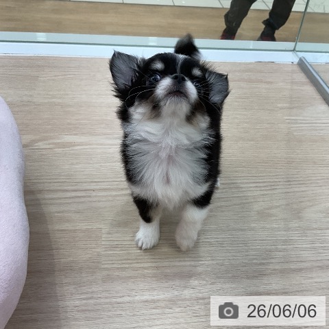 チワワの写真