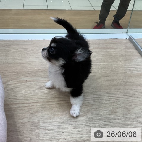 チワワの写真
