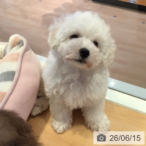 三重県のビションフリーゼ (ペットプラス 東員店/2026年4月3日生まれ/男の子/ホワイト)の子犬の3枚目の画像
