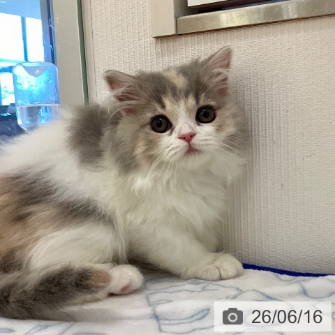 鹿児島県のスコティッシュフォールド (ペットプラス 姶良店/2026年2月27日生まれ/女の子/ブルーパッチドタビーホワイト)の子猫の4枚目の画像