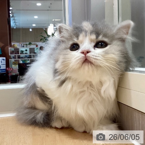 鹿児島県のスコティッシュフォールド (ペットプラス 姶良店/2026年2月27日生まれ/女の子/ブルーパッチドタビーホワイト)の子猫の3枚目の画像