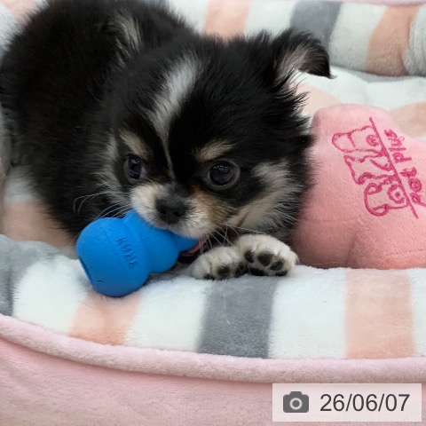 岐阜県のチワワ(ロング) (ペットプラス 光ケ丘店/2026年3月26日生まれ/男の子/ブラッククリームホワイト)の子犬の4枚目の画像