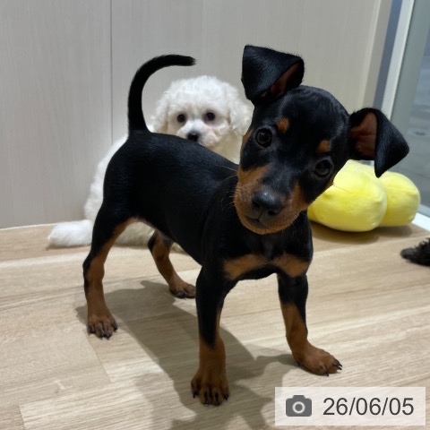 ミニチュア・ピンシャーの写真
