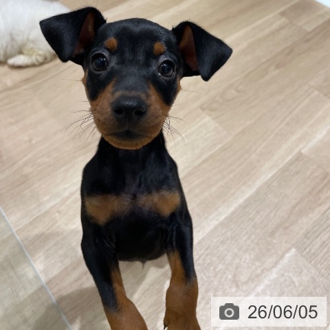 ミニチュア・ピンシャーの写真
