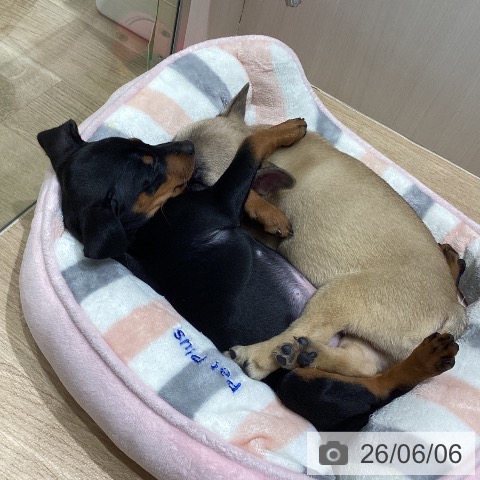 ミニチュア・ピンシャーの写真