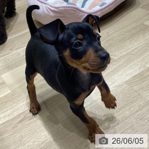 ミニチュア・ピンシャーの写真