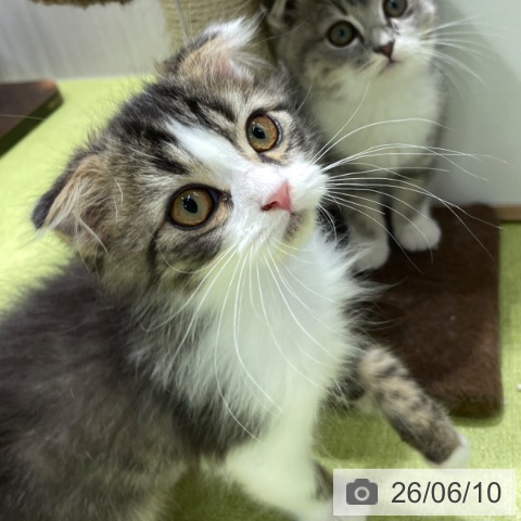スコティッシュフォールドの写真