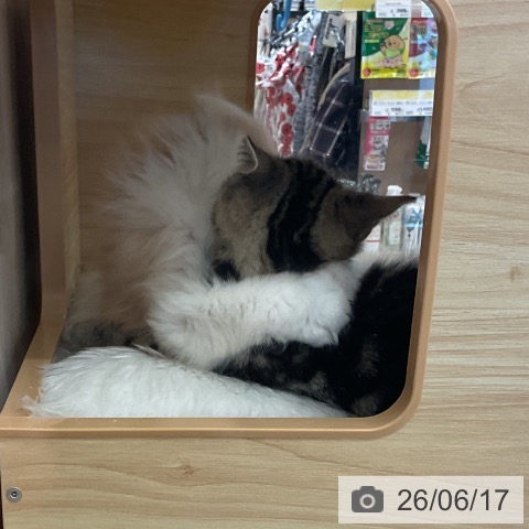 スコティッシュフォールドの写真