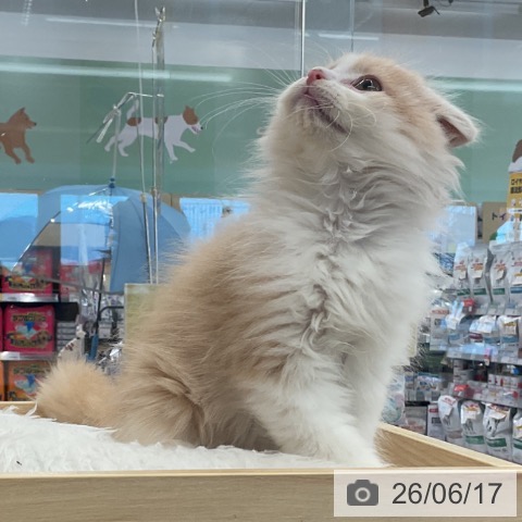 スコティッシュフォールドの写真