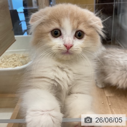 福岡県のスコティッシュフォールド (ペットプラス 福岡店/2026年3月26日生まれ/男の子/クリームタビーホワイト)の子猫の4枚目の画像