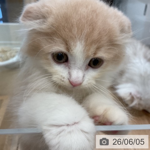 福岡県のスコティッシュフォールド (ペットプラス 福岡店/2026年3月26日生まれ/男の子/クリームタビーホワイト)の子猫の3枚目の画像