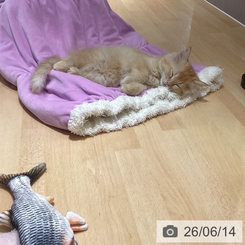 鹿児島県のラガマフィン (ペットプラス 姶良店/2026年3月29日生まれ/男の子/レッドタビー)の子猫の4枚目の画像