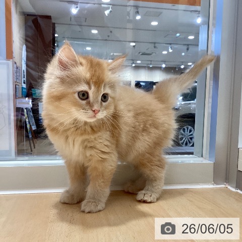 鹿児島県のラガマフィン (ペットプラス 姶良店/2026年3月29日生まれ/男の子/レッドタビー)の子猫の3枚目の画像