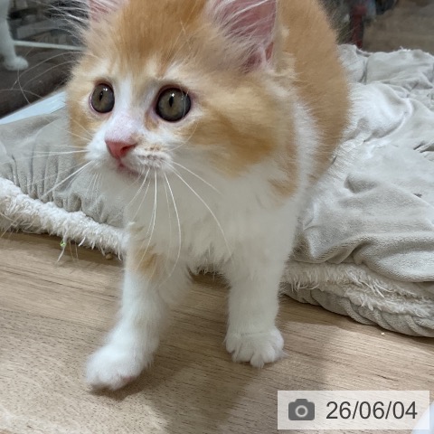 ラガマフィンの写真