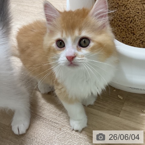 ラガマフィンの写真