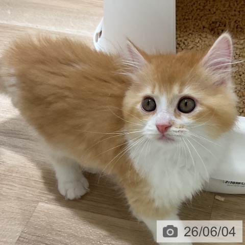 ラガマフィンの写真