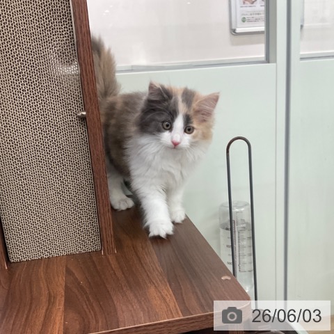 ノルウェージャンフォレストキャットの写真