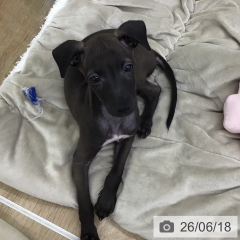 福島県のイタリアングレーハウンド (ペットプラス 福島店/2026年4月3日生まれ/男の子/シール)の子犬の3枚目の画像