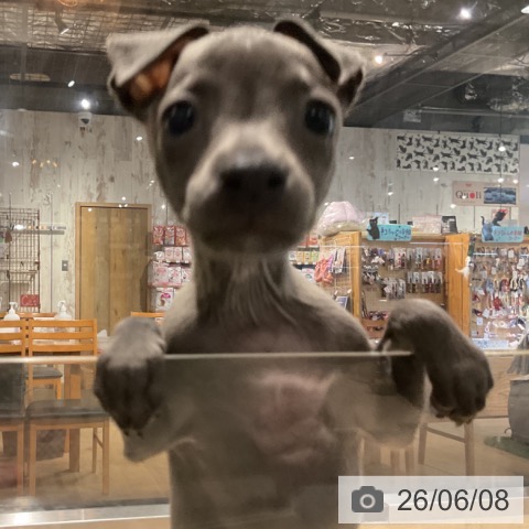 イタリアン・グレーハウンドの写真
