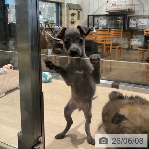 イタリアン・グレーハウンドの写真