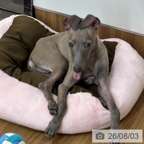 東京都のイタリアングレーハウンド (ペッツワン 青梅インター店/2026年4月3日生まれ/男の子/ブルー)の子犬の3枚目の画像