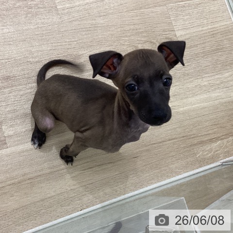 宮城県のイタリアングレーハウンド (ペットプラス 仙台上杉店/2026年4月3日生まれ/女の子/シール)の子犬の4枚目の画像