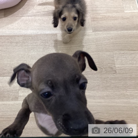 宮城県のイタリアングレーハウンド (ペットプラス 仙台上杉店/2026年4月3日生まれ/女の子/シール)の子犬の3枚目の画像