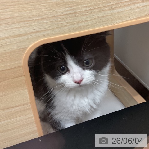 スコティッシュフォールドの写真