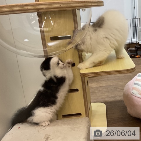スコティッシュフォールドの写真